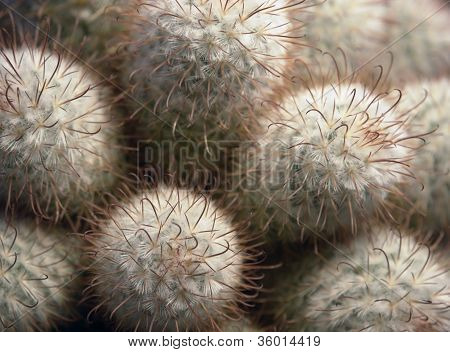 Cactus yksityiskohtaisesti
