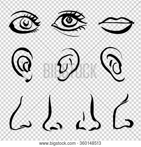 Eyes, Noses, Ears, Lips Of A Part Of The Face Painted With A Brush With Thick Paint On Paper Isolate