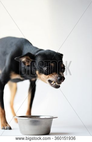 Angry Litlle Black Dog Of Toy Terrier Breed Protects His Food In A Metal Bowl On A White Background.