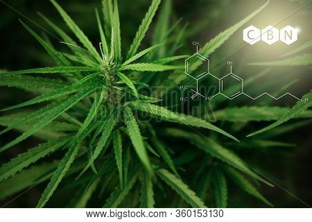 Cbn Formula. Cannabis Tree For Medical Benefits By Extracting Marijuana Oil Or Using It As Narcotic.