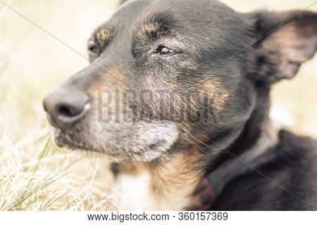 Old And Sick Dog Dying Of Cancer