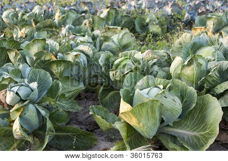 Lechuga