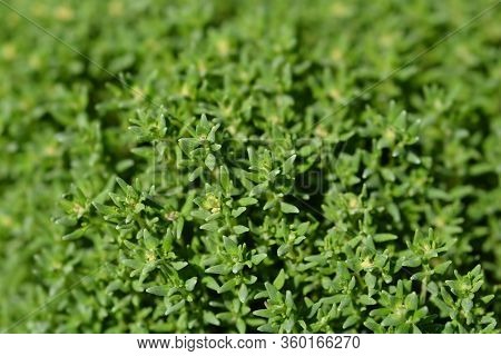 Thyme Compact Leaves - Latin Name - Thymus Vulgaris Compactus