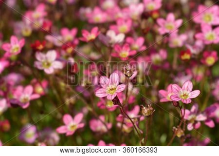 Saxifrage Arendsii Hybrids - Latin Name - Saxifraga X Arendsii