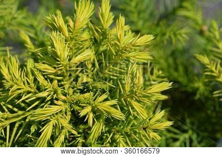 Dwarf Japanese Cedar Monstrosa Branches - Latin Name - Cryptomeria Japonica Monstrosa Nana