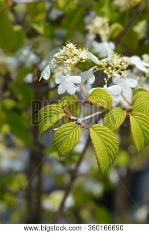 Japanese Snowball Kilimanjaro Sunrise - Latin Name - Viburnum Plicatum Var. Tomentosum Kilimanjaro S