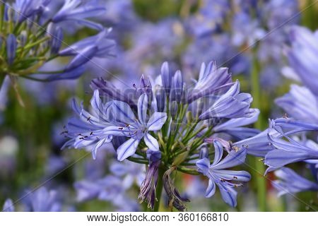 Blue African Lily Flower - Latin Name - Agapanthus Africanus