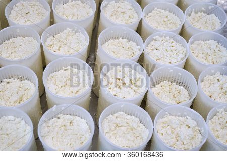 Stage In Production Of Cheese - Forming Pressing Of Cheese Mass. Cheese Grains About 6 Mm In Size In
