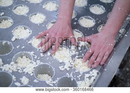 Stage In Production Of Cheese - Forming Pressing Of Cheese Mass. Cheese Grains About 6 Mm In Size In