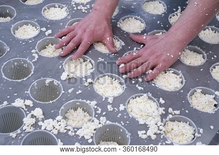 Stage In Production Of Cheese - Forming Pressing Of Cheese Mass. Cheese Grains About 6 Mm In Size In