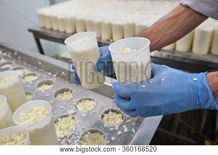 Stage In Production Of Cheese - Forming Pressing Of Cheese Mass. Cheese Grains About 6 Mm In Size In