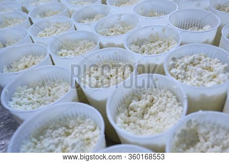 Stage In Production Of Cheese - Forming Pressing Of Cheese Mass. Cheese Grains About 6 Mm In Size In