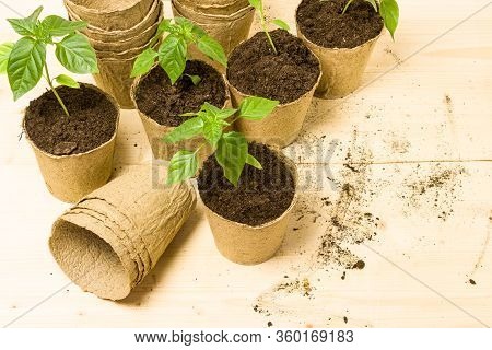 Potted Peppers Seedlings In Peat Pots And A Plastic Container. Gardening In The Spring. Young Seedli