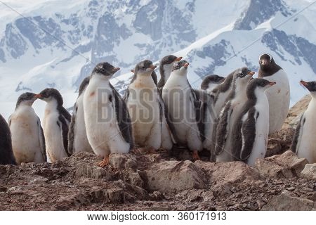 Group Of Chick Penguins On The Stone Nest On The Antarctica Background. Gentoo Baby, Argentine Islan