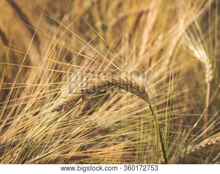 Barley (hordeum Vulgare) Growing On Filed, Closeup Of Barley With Ears Bowed Almost Ready For Harves