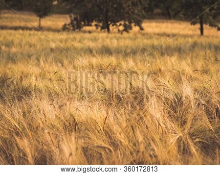 Barley (hordeum Vulgare) Growing On Filed, Barley With Ears Bowed Almost Ready For Harvesting.