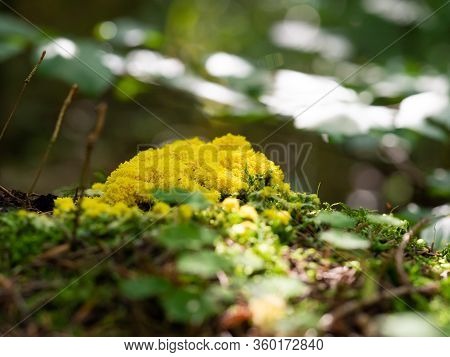 Fuligo Septica - Scrambled Egg Slime, Flowers Of Tan, Yellow Mushroom