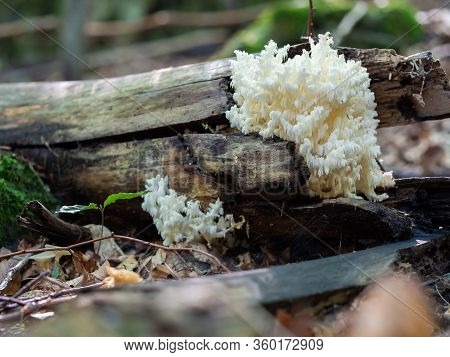 Hericium Coralloides, Coral Tooth Fungus Growing On Dead Tree Trunk In Forest