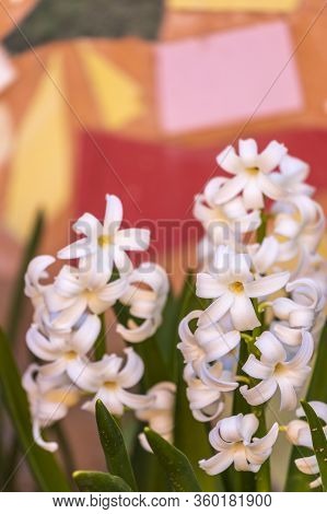 Hyacinthus Orientalis Common Hyacinth, Garden Hyacinth Or Dutch Hyacinth , White Color