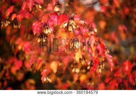 Autumn Nature, Bush Branches With Red Bright Foliage And Ripened Seeds. Selrctive Soft Focus.