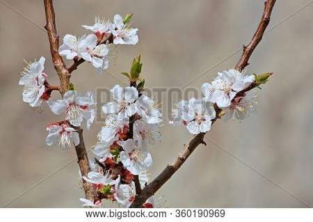 Apricot blossom in Trans Himalayas (Ladakh, India)
