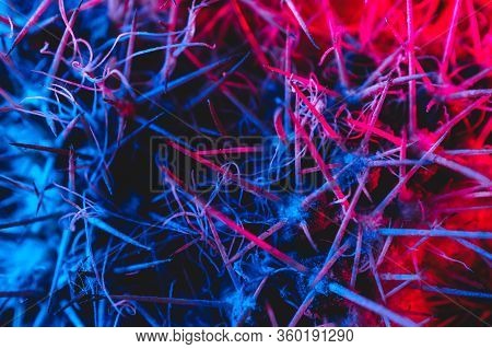 Macro Catus Needles In Blue Red Light