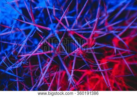 Macro Catus Needles In Blue Red Light