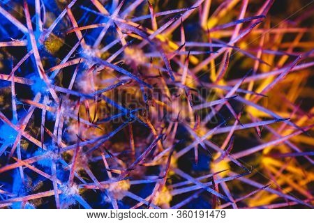 Macro Catus Needles In Blue Yellow Light