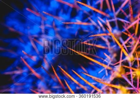Macro Catus Needles In Blue Yellow Light