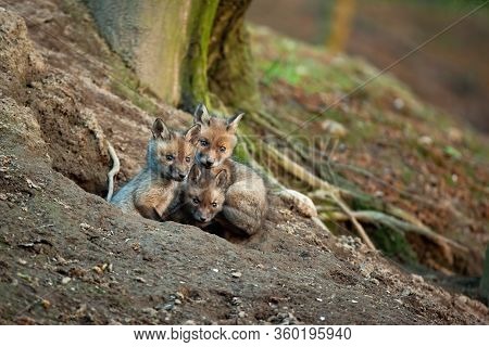 Fluffy Red Fox Cubs Exploring Surroundings Of Their Den In Spring Forerst
