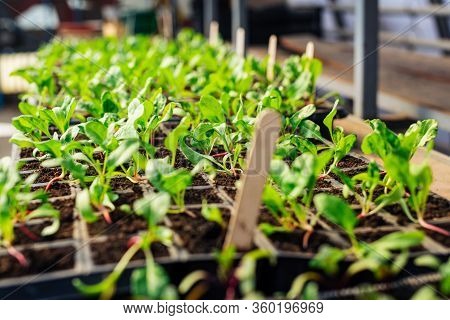 Closeup Beetroot Leaves Growing On Garden Bed. Red Beetroot Fresh Sprouts And Young Leaves.