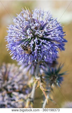 Big Yellow And Black Striped Bee Is Flying Around A Big Bright Purple Spheric Flower Also Known As 