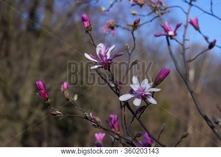 Terry Pink Magnolia Blooms In Clear Weather In Spring. Tree With Pink Flowers (gentle Multilobal Mag