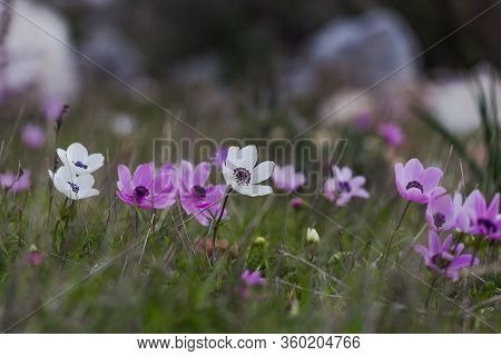 Anemone Coronaria, Also Known As Spanish Marigold In Turkey Outdoor In Winter, The Mediterranean Pri
