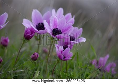 Anemone Coronaria, Also Known As Spanish Marigold In Turkey Outdoor In Winter, The Mediterranean Pri