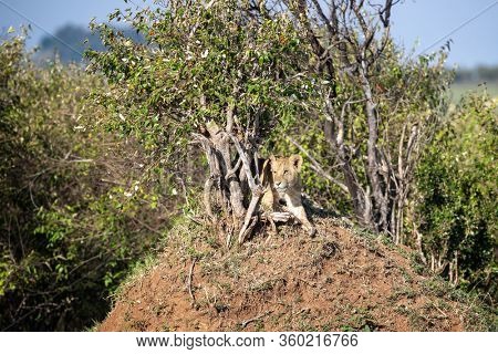 Young lioness, pathera leo, takes shade from the heat of the afternoon sun under bushes in the Masai Mara, Kenya.