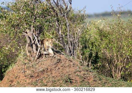 Young lioness, pathera leo, takes shade from the heat of the afternoon sun under bushes in the Masai Mara, Kenya.