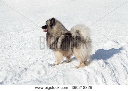 Cute Deutscher Wolfspitz Puppy Is Standing On A White Snow In The Winter Park. Keeshond Or German Sp