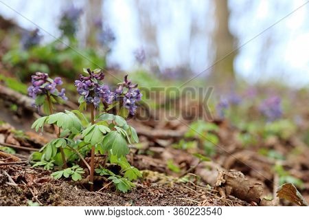 First Spring Flowers In A Forest. Fumewort, Corydalis Solida Blooming In April
