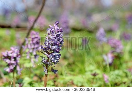 First Spring Flowers In A Forest. Fumewort, Corydalis Solida Blooming In April