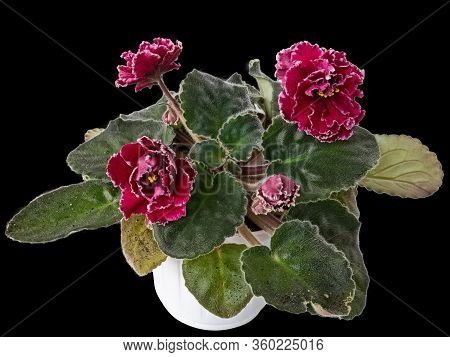 A Bouquet Of Blooming Violets Of Uzambar, Hybrid, Selective, Bright Red, With A White Border, Half-d