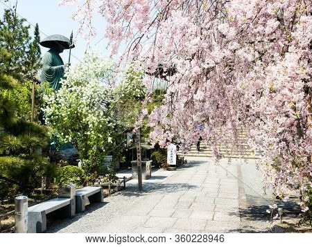 Komatsushima, Japan - April 4, 2018: Cherry Blossoms On The Grounds Of Tatsueji, Temple Number 19 Of