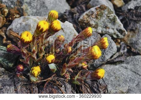 Blooming In Early Spring Bush Coltsfoot. Beautiful Yellow Coltsfoot Flower. Tussilago Farfara.