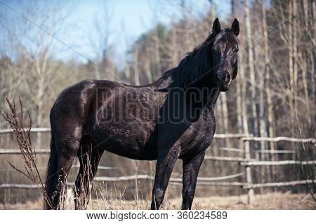 Portrait Of Graceful Thoroughbred Black Horse At Ranch Place. Multicolored Horizontal Outdoors Image