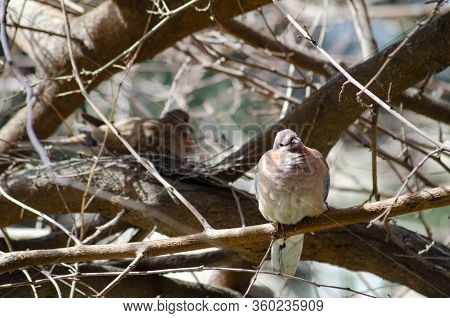 Dove On A Tree Near Its Nest