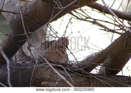 Dove On A Tree Near Its Nest