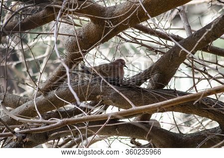 Dove On A Tree Near Its Nest