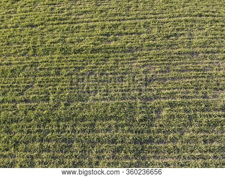 Background Of Young Green Wheat On The Field. Crop Rows Of Crops.