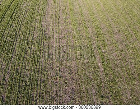 Destruction Of Small Areas With Winter Crops By Mice. Winter Wheat Is Damaged By Frost And Rodents.