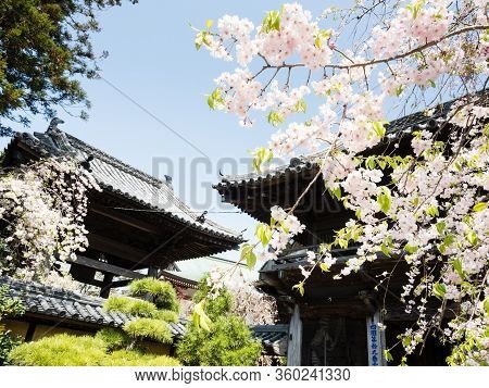 Komatsushima, Japan - April 4, 2018: Cherry Blossoms At The Entrance To Tatsueji, Temple Number 19 O